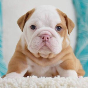 BullDog