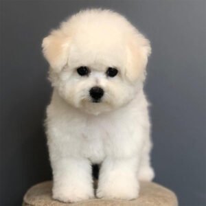 Bichon Frise