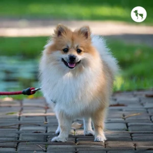 Pomeranian