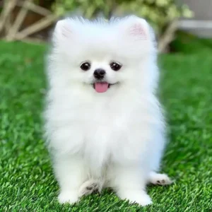 Toy Pomeranian