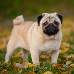 Pug
