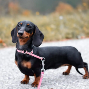Dachshund