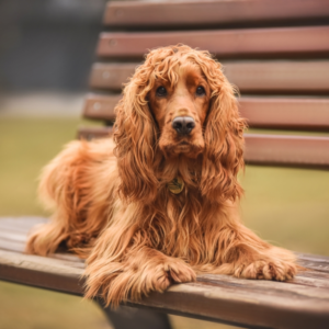 Cocker Spaniel