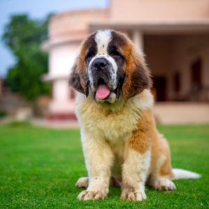 Large Dog Breeds