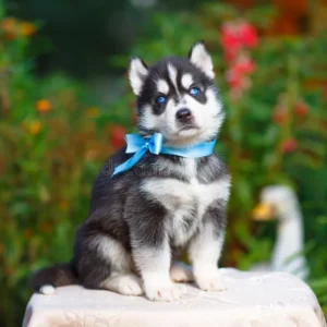 Siberian Husky