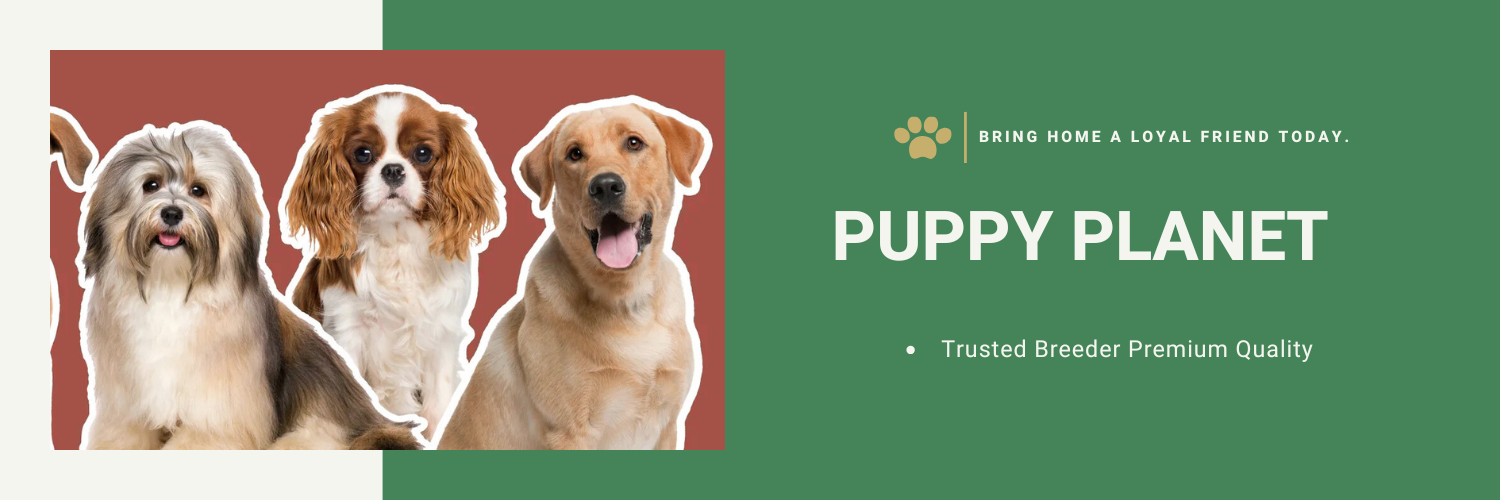PUPPY PLANET (8)